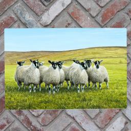 Sheep on the Dales.jpg